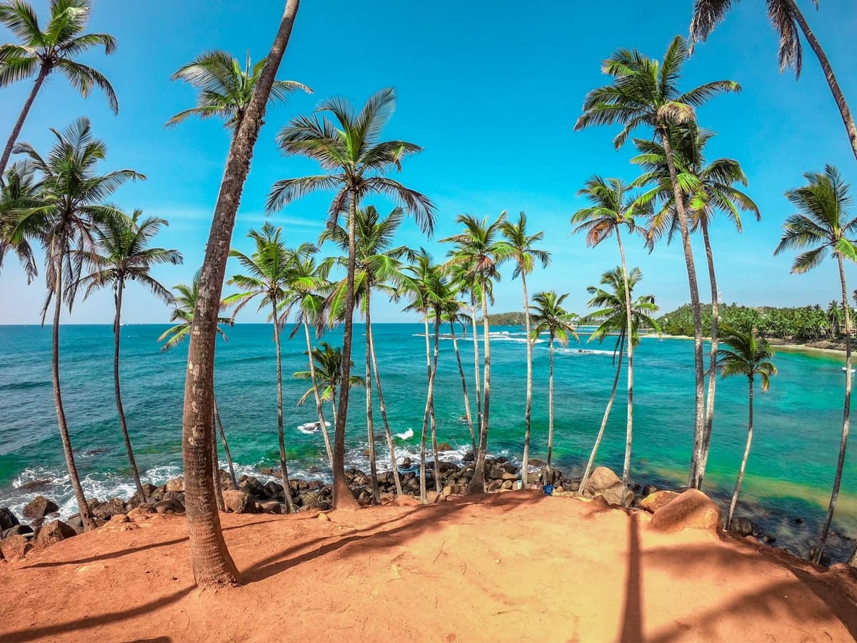 Palm trees along the coast at Mirissa, Sri Lanka