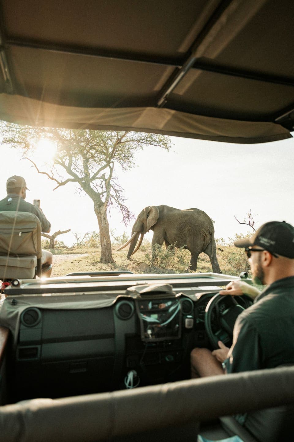 Guests in a safari vehicle watching an elephant beside an acacia tree